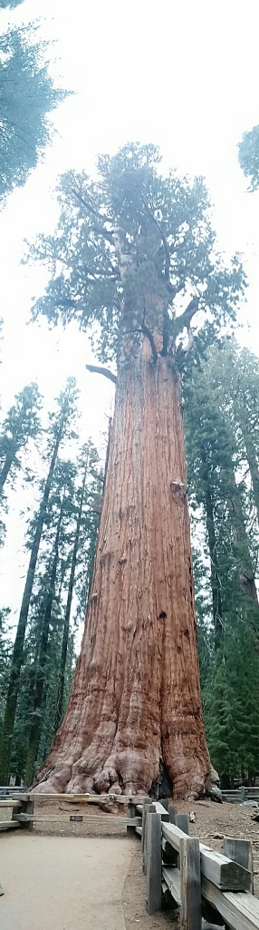General Sherman Tree Sequoia National Park